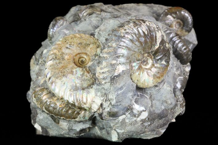 Hoploscaphites Ammonite Cluster - South Dakota #73852